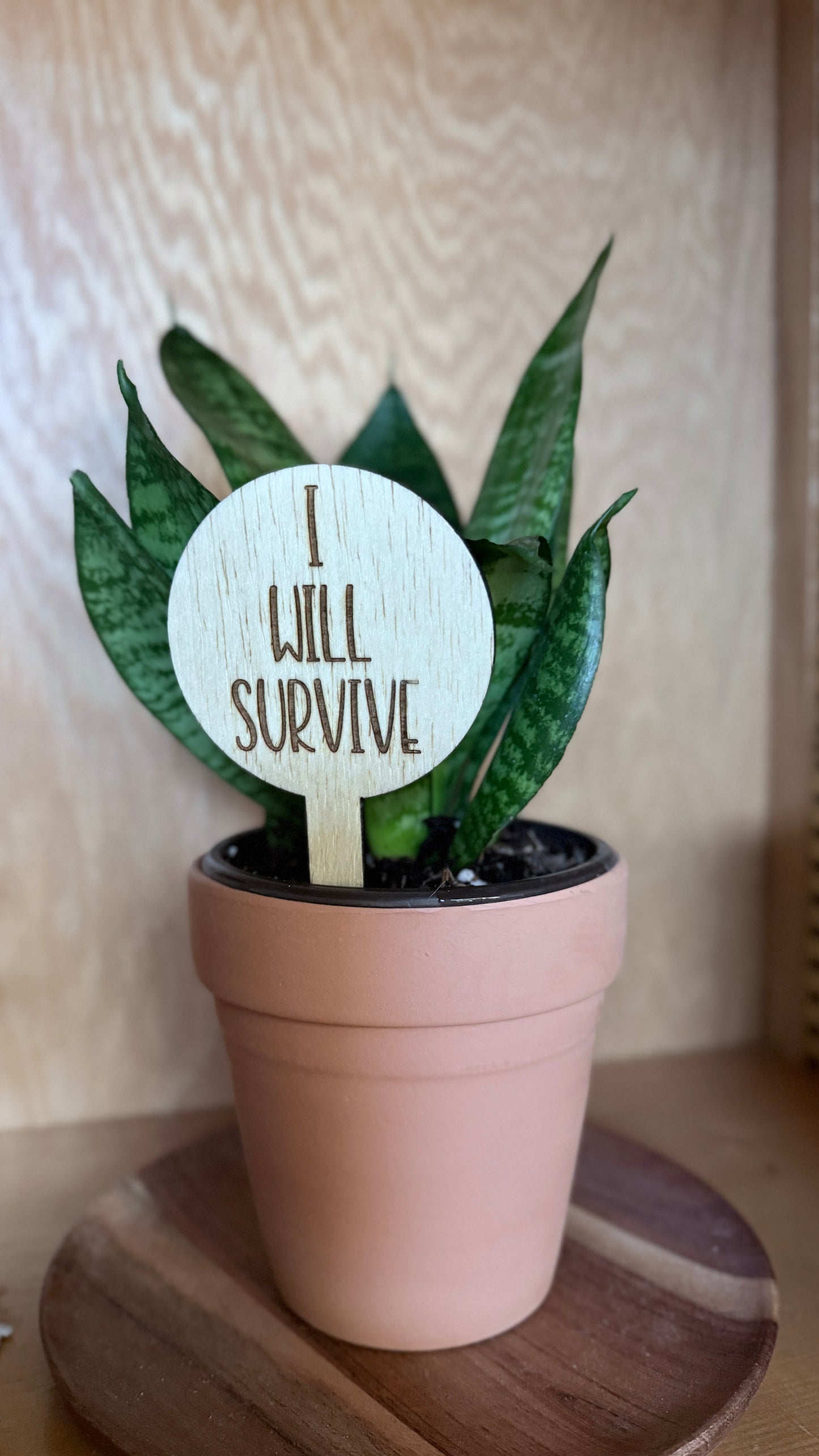 I will survive plant stake in a potted plant on a wooden saucer. 